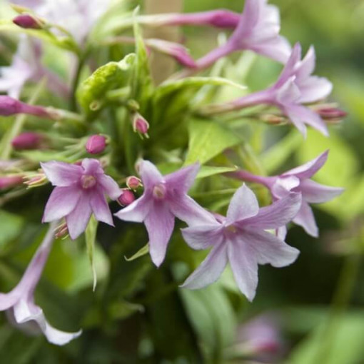 Jasmin de Stephan, pot 4L