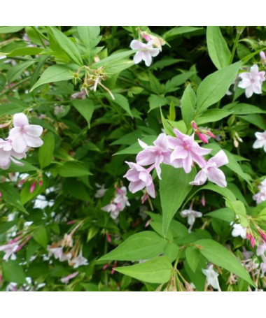 Jasmin de Stephan, pot 4L