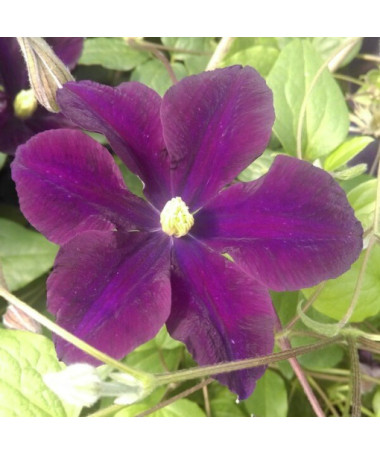 Clématite Romantica en pot de 2l