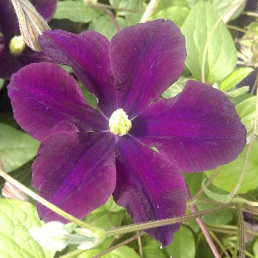 Clématite Romantica en pot de 2l