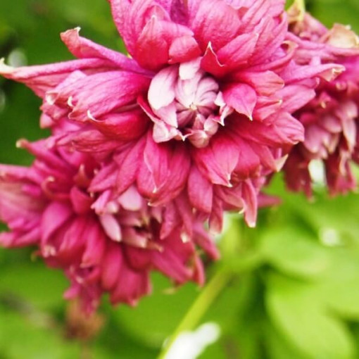 Clématite Purpurea Plena Elegans (viticella) pot 2 L