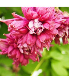 Clématite Purpurea Plena Elegans (viticella) pot 2 L