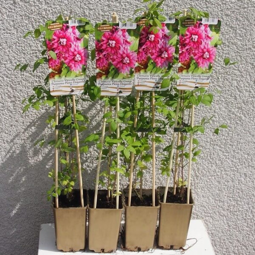 Clématite Purpurea Plena Elegans (viticella) pot 2 L