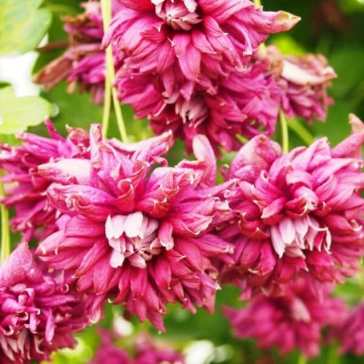 Clématite Purpurea Plena Elegans (viticella) pot 2 L