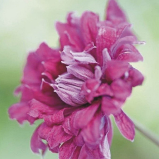 Clématite Purpurea Plena Elegans (viticella) pot 2 L