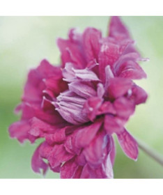 Clématite Purpurea Plena Elegans (viticella) pot 4l