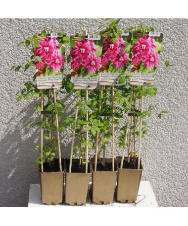 Clématite Purpurea Plena Elegans (viticella) pot 4l