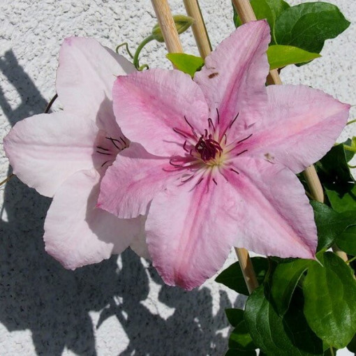 Clématite Pink Fantasy en pot de 2L