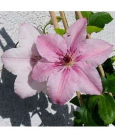 Clématite Pink Fantasy en pot de 2L