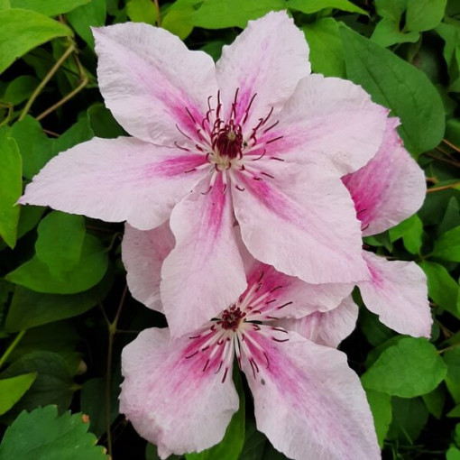 Clématite Pink Fantasy en pot de 2L