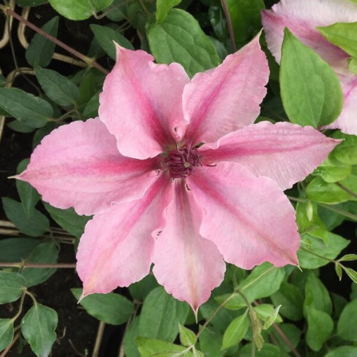 Clématite Pink Fantasy en pot de 2L