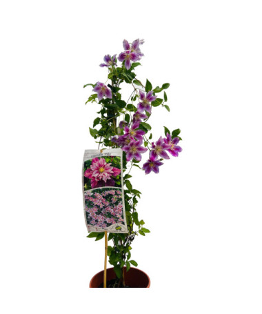 Clématite Piilu (à grandes fleurs) DOUBLE, pot 4 L
