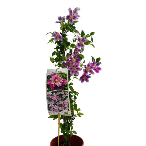 Clématite Piilu (à grandes fleurs) DOUBLE, pot 4 L