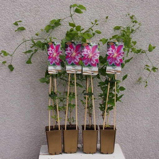 Clématite Piilu (à grandes fleurs) DOUBLE, pot 2l
