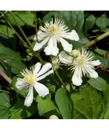 Clématite Paul Farges (botanique) PARFUMÉE, pot 2 L