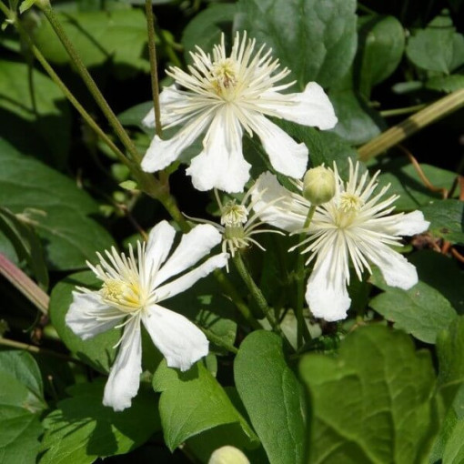 Clématite Paul Farges (botanique) PARFUMÉE, pot 2 L