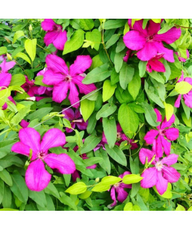 Clematis Cardinal Wyszyński (à grandes fleurs) pot de 4L