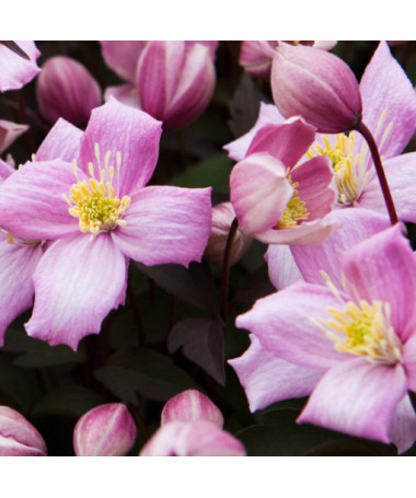 Clématite Montana Rubens (botanique) MONTAGNE, pot 2 L