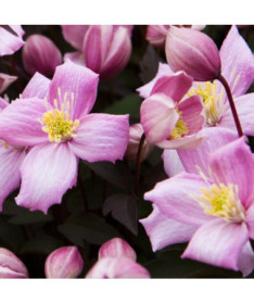 Clématite Montana Rubens (botanique) MONTAGNE, pot 2 L