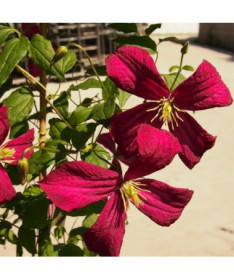 Clématite Madame Julia Correvon (viticella)  2L