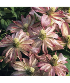 Clematis Montana Marjorie (type montagne), pot de 4L.