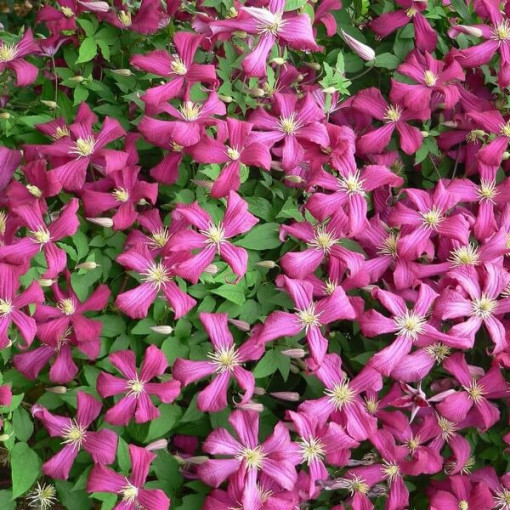 Clématite Madame Julia Correvon (viticella)  2L