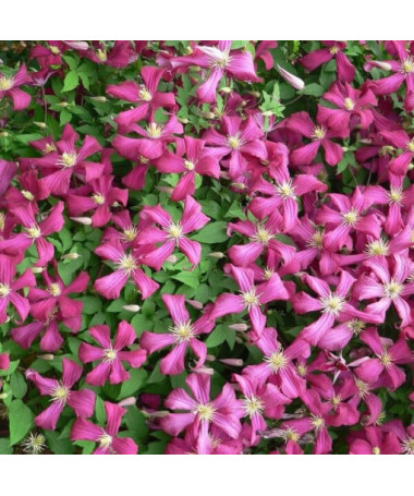 Clématite Madame Julia Correvon (viticella)  4L