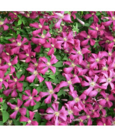 Clématite Madame Julia Correvon (viticella)  4L