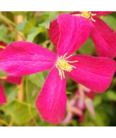 Clématite Madame Julia Correvon (viticella)  4L