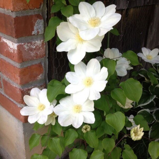 Clématite Lemon Chiffon (à grandes fleurs)  4L