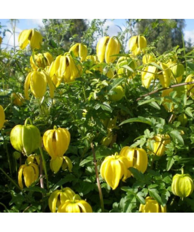 Clematis botanique 'Bill Mackenzie', pot de 4L.
