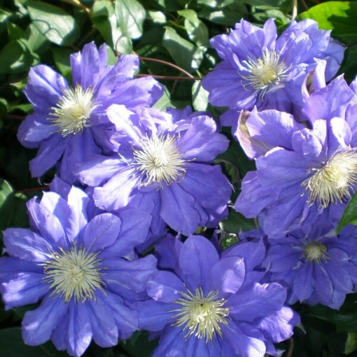 Clématite Kiri Te Kanawa (à grandes fleurs) DOUBLE  4L