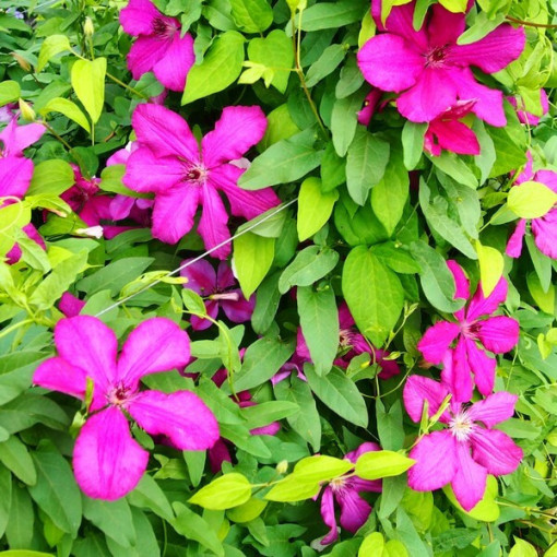 Clématite Kardynał Wyszyński (à grandes fleurs)  2L