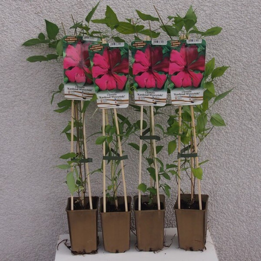 Clématite Kardynał Wyszyński (à grandes fleurs)  2L