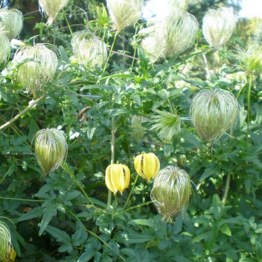 Clematis botanique 'Bill Mackenzie', pot de 4L.