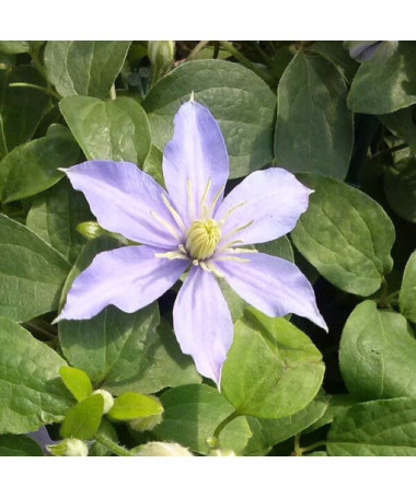 Clématite Justa (à grandes fleurs)  2L