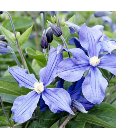 Clématite Justa (à grandes fleurs)  4L