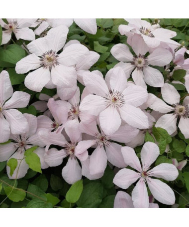 Clématite 'Jan Paweł II' (à grandes fleurs) pot de 4 litres