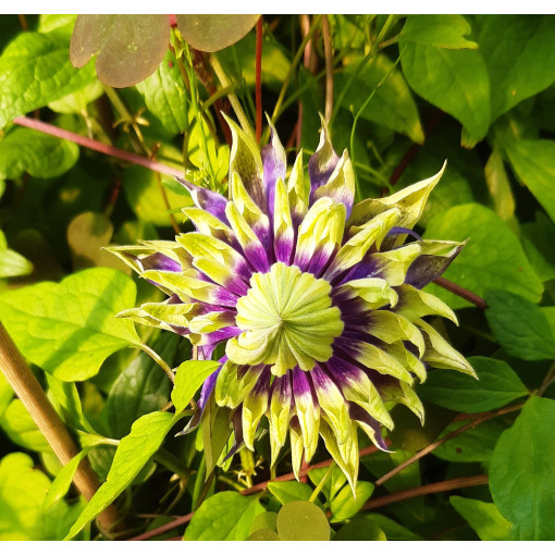Clématite 'Coco Lovers' pot. 4L