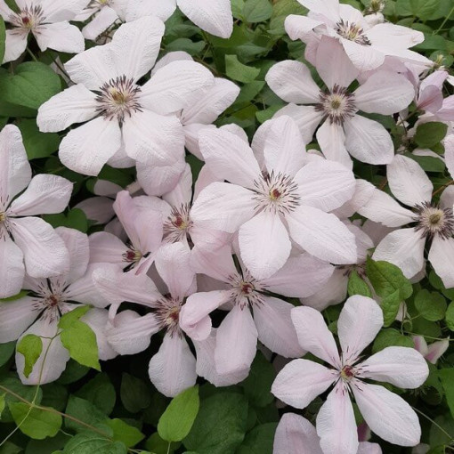 Clématite Jan Paweł II (à grandes fleurs)  2L