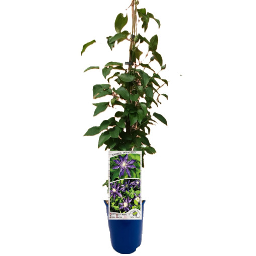 Clématite Hakuookan (à grandes fleurs)  2L