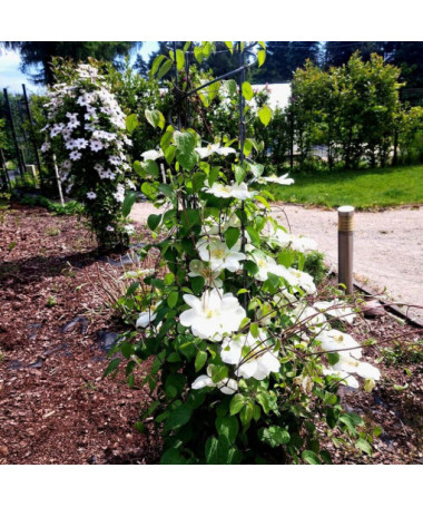 Clématite Guernsey Cream  2L