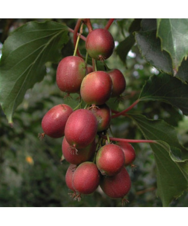 Kiwi Actinidia Ken's Red (feuilles épineuses) pot. 4L