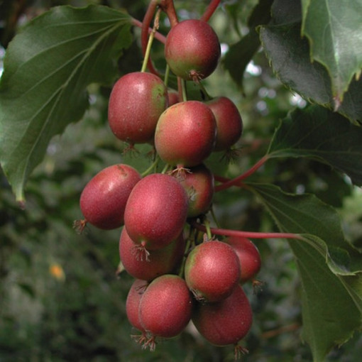 Kiwi Actinidia Ken's Red (feuilles épineuses) pot. 4L
