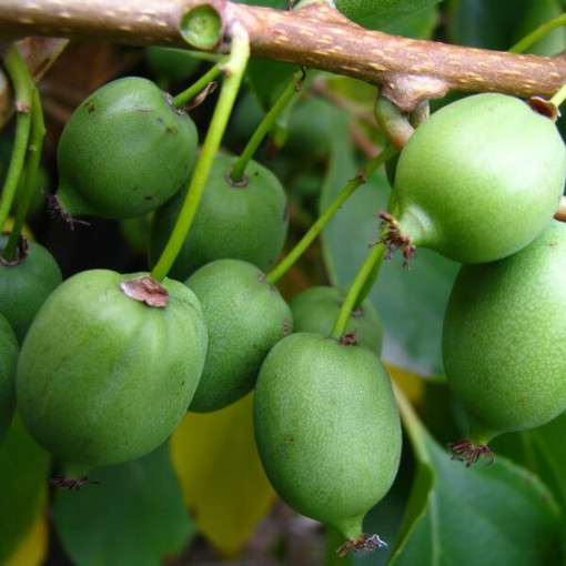 Kiwi Actinidia Issai (à feuilles épineuses) AUTOPOLLINISÉ, pot 4L