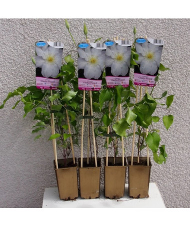 Clématite Gladys Picard  4L