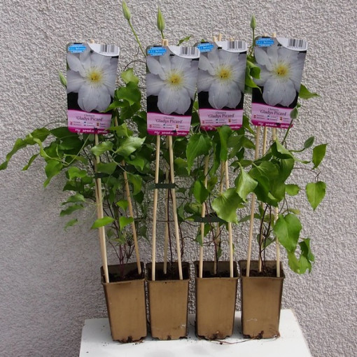 Clématite Gladys Picard  4L