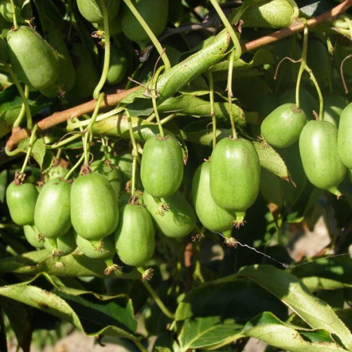 Kiwi Actinidia Issai (à feuilles épineuses) AUTOPOLLINISÉ, pot 4L