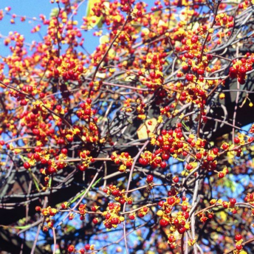 Variété femelle de la plante Actinidia, Diana, en pot de 2L.