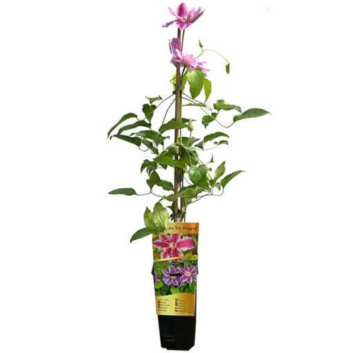 Clématite Dr. Ruppel (à grandes fleurs)  2L